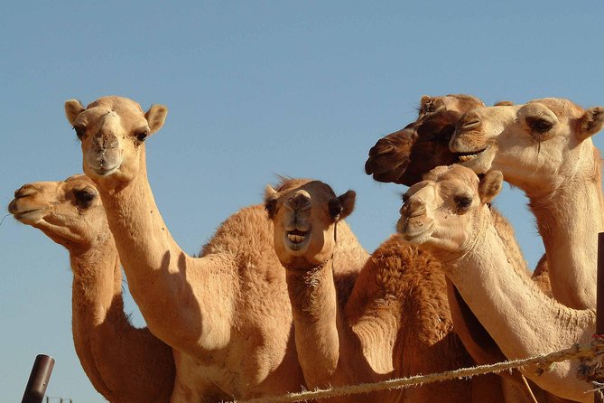 Private Tour : Al Ain City Sightseeing With Lunch From Dubai