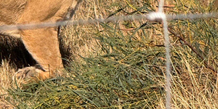 Private Tour: Cape Town Wildlife -Watch Lion Feeding Session