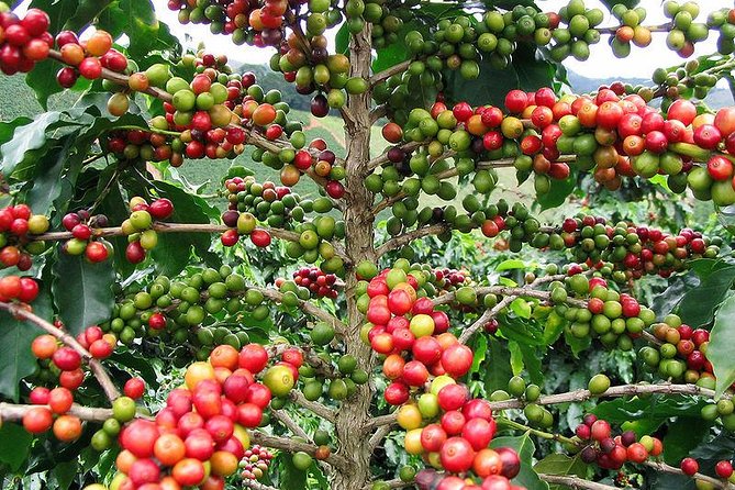 Private Tour: Colombian Coffee Farm & Culture From Medellin – From Crop to Cup!