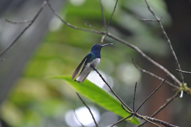 Private Tour: Equator Line,Hummingbirds Garden & 2-hour Hike in a Primary Forest