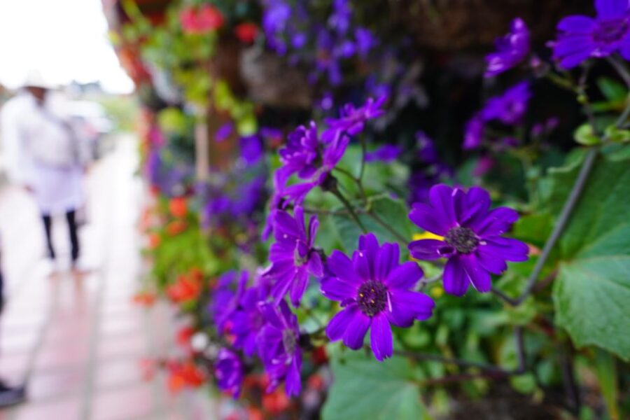 Private Tour Heart Flower Fair+Adventure Park+Silletas Farm