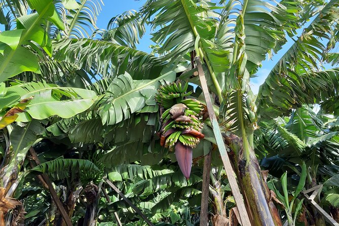 Private Tour of Banana Farm From Funchal