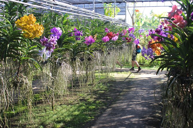 Private Tour] Perfect Day! Sticky Waterfall + Chiangdao Cave + Wat Bandentemple