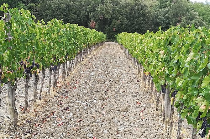 PRIVATE TOUR: Savor Exquisite Wines: Brunello & Nobile Wine Tour
