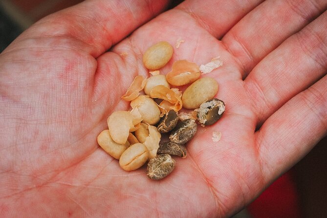 Private Tour: the Urban Coffee Culture in Medellin – Coffee Farm & Workshop