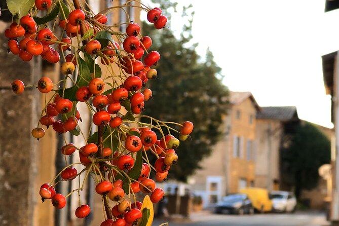 Private Tour to Discover the Soul of Beaujolais