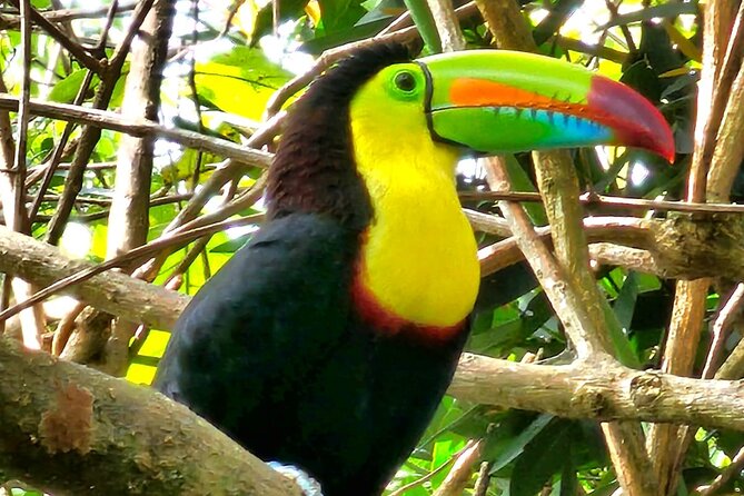 Private Tour to Llanos De Cortés Falls and Rainforest