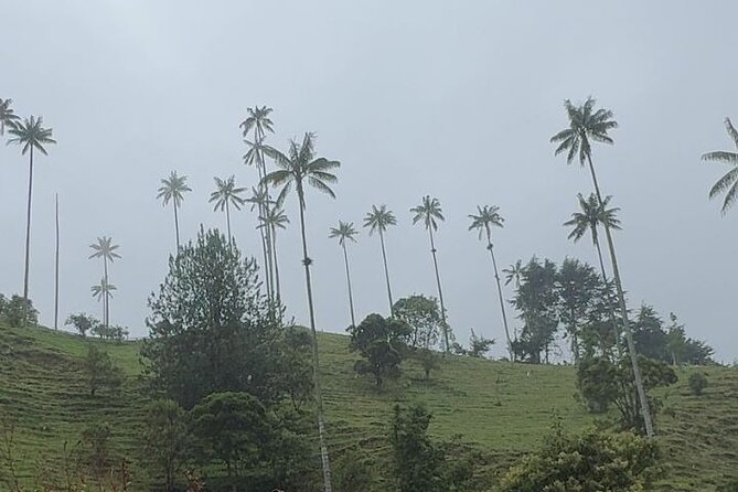 Private Tour to Salento and Cocora and Filandia - Tour Overview