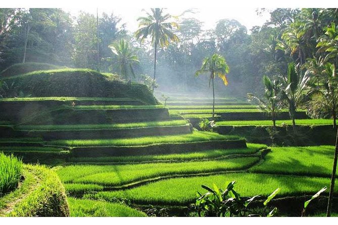 Private Tour:Kintamani Volcano Tour With Entrance Ticket & Hotel Transfer - Tour Overview and Highlights