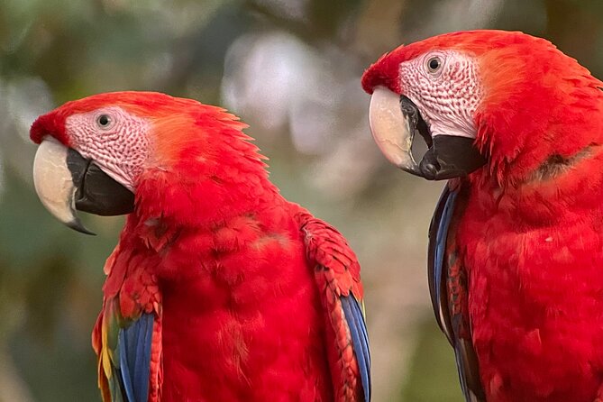 Private Urban Wildlife City Tour From Manuel Antonio to Quepos - Tour Overview and Inclusions