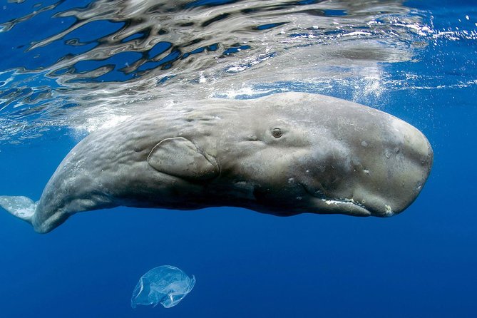 Private Waitukubuli Dolphin & Whale Watching