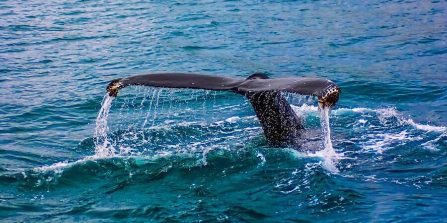 Private Whale Route Full Day Tour