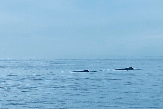 Private Whale Watching and Dolphin Excursion - Overview and Details