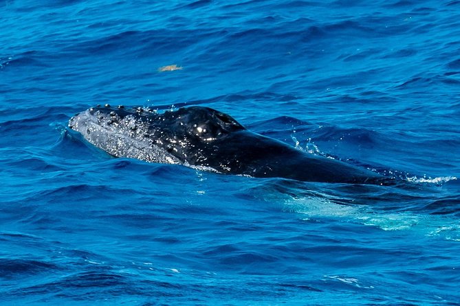 Private Whale Watching Charter (Grand Turk)