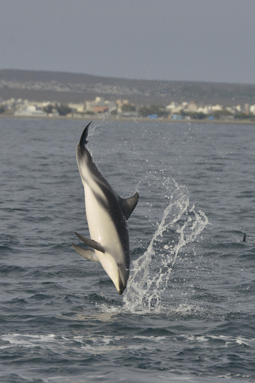 Puerto Madryn: Dolphin Encounter