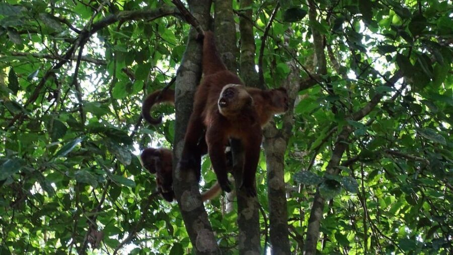 Puerto Maldonado: 4-Day Kayaking Excursion