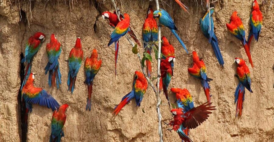 Puerto Maldonado: Sandoval & Parrot Clay Lick 3-Days
