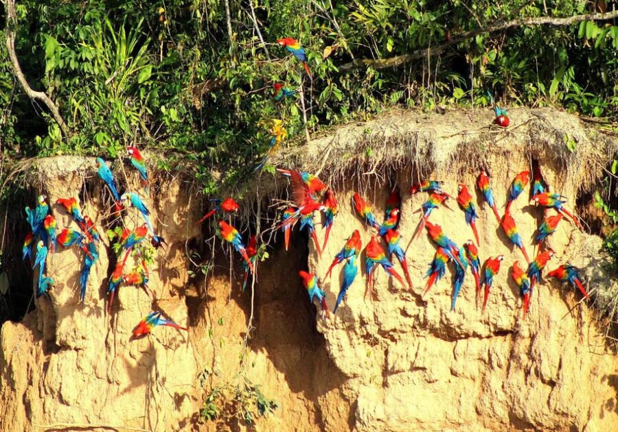 Puerto Maldonado:Excursion to the Chuncho Clay Lick in 2 Day