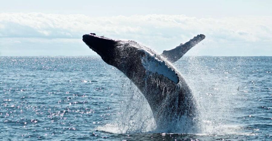 Puerto Plata:Whale Watching+Cayo Levantado W/ Lunch Included
