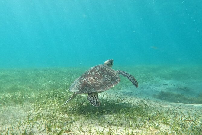 Puerto Rico: Culebra Snorkeling and Flamenco Beach Tour by Ferry - Exploring Culebra Island