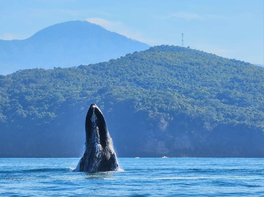 Puerto Vallarta: Humpback Whale Watching Season