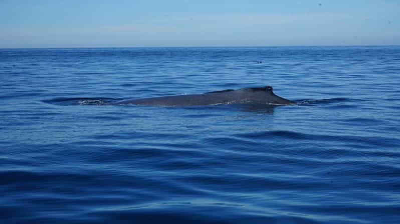Puerto Vallarta: Whale Watching - Tour Overview and Pricing