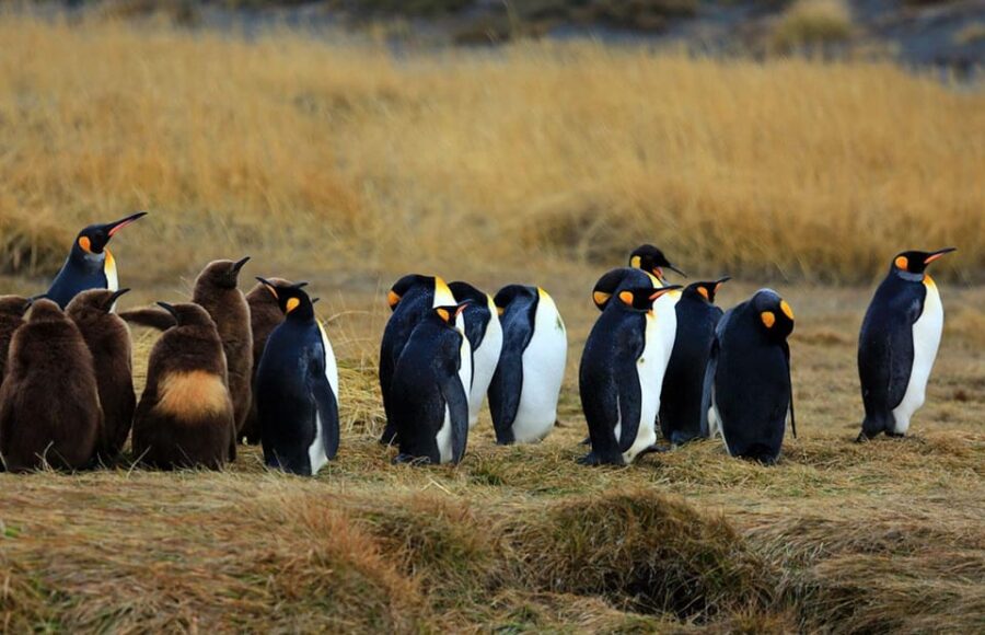 Punta Arenas: King Penguin Park and Tierra Del Fuego Trip