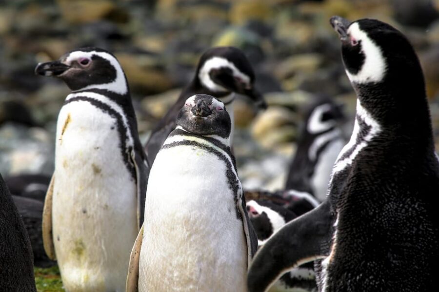Punta Arenas: Magdalena Island Navigation & Walk W Penguins