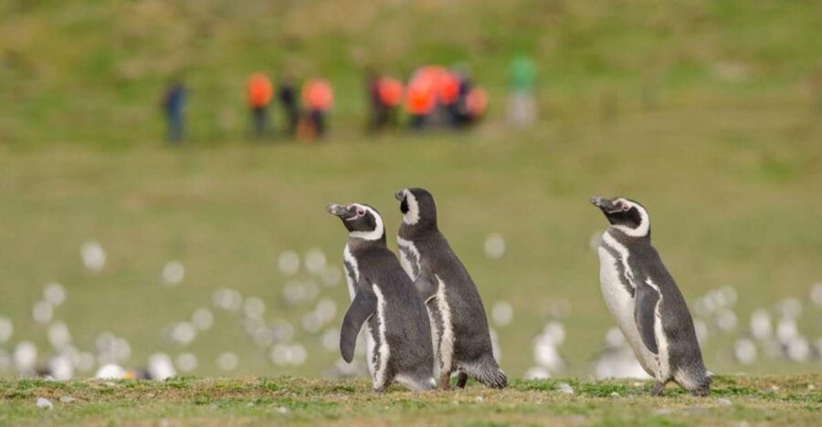 Punta Arenas: Walk With Penguins on Magdalena & Marta Island