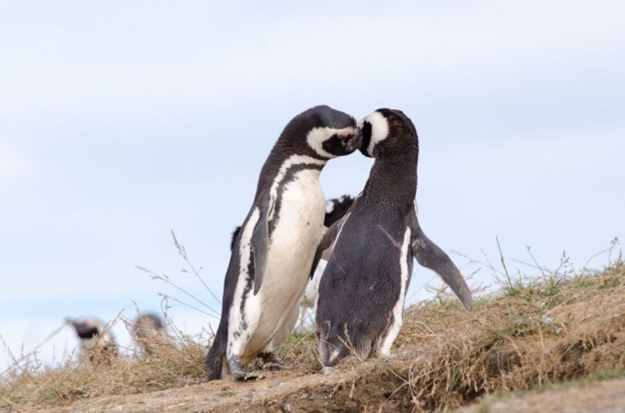 Punta Arenas: Walk With Penguins on Magdalena & Marta Island