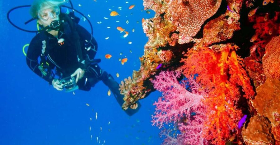 Punta Cana Reef Diving Adventure Explore Underwater Wonders