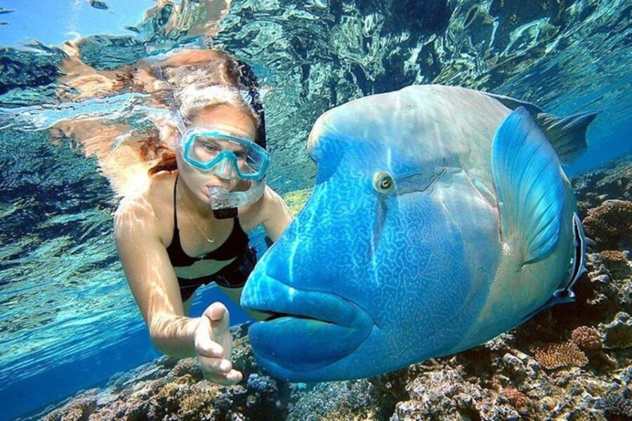 Punta Cana: Three Adventures Snorkeling-Catamaran & Parasail