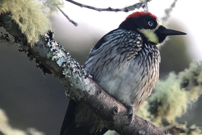 Quetzal Birdwatching Experience at San Gerardo De Dota Private Tour.