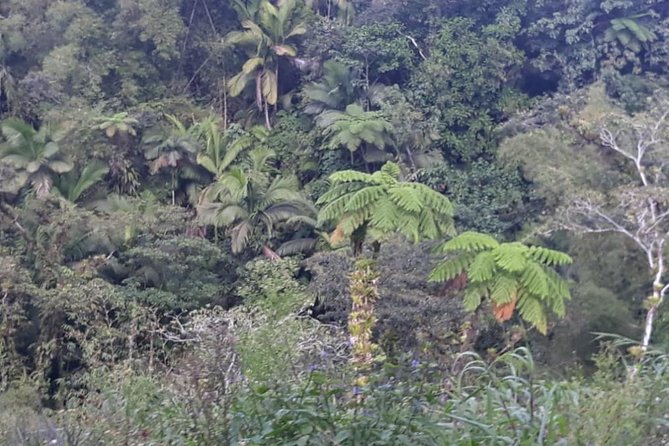 Rain Forest Jungle Tour
