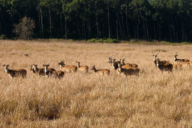 Rajaji National Park - Jeep Safari in Rishikesh - Overview of Rajaji National Park