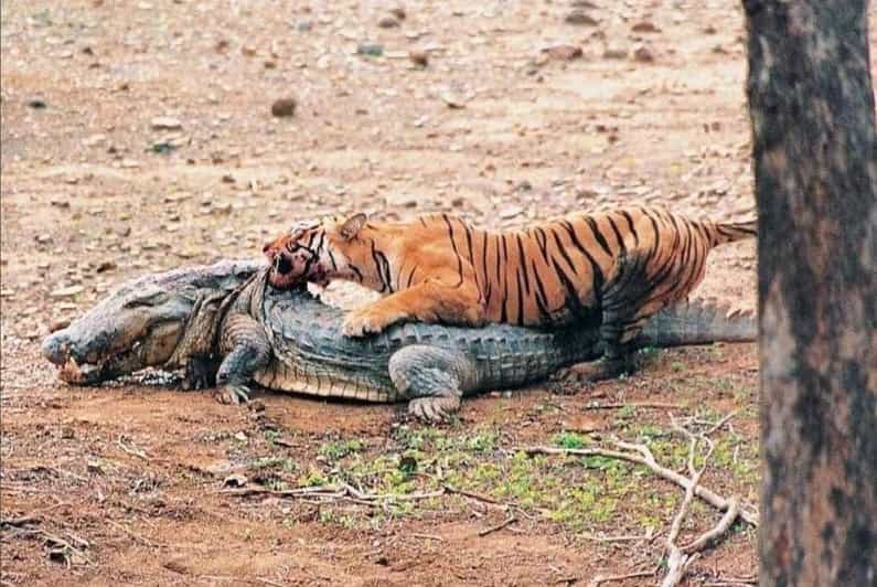Ranthambore Safari Booking Official - Safari Booking Details