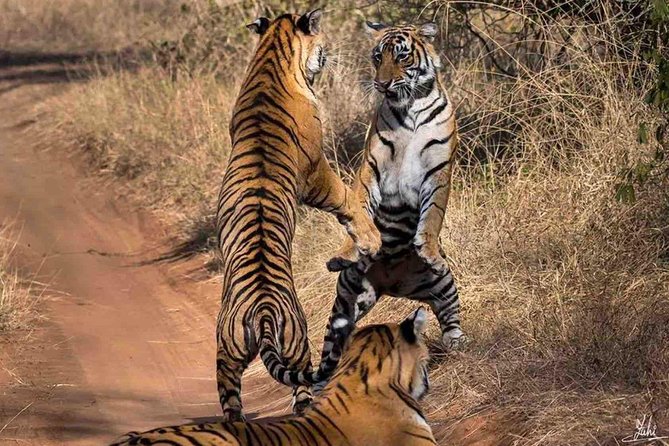 Ranthambore Wildlife Safari Tour From Jaipur Including Transfers - Itinerary Details