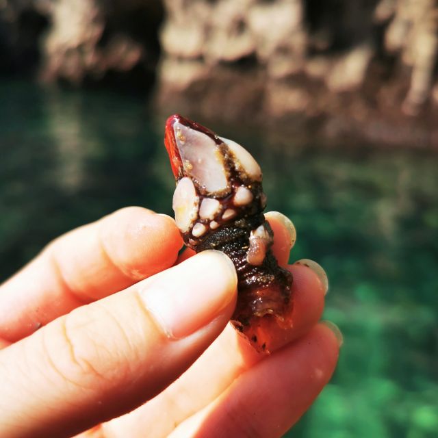 Raposeira: Guided Kayak Tour and Praia Da Ingrina Caves - Tour Overview