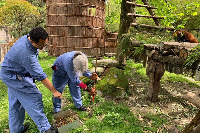 Red Panda Volunteer in Wolong Panda Base Private Tour