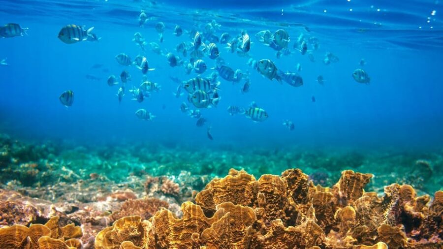 RedRiverTour – Discovery 3 Islets, Snorkeling By Speedboat