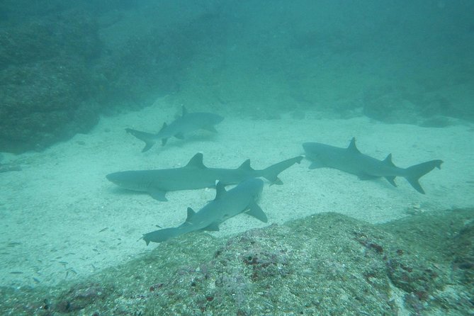Refresher Scuba Diving Course Costa Rica