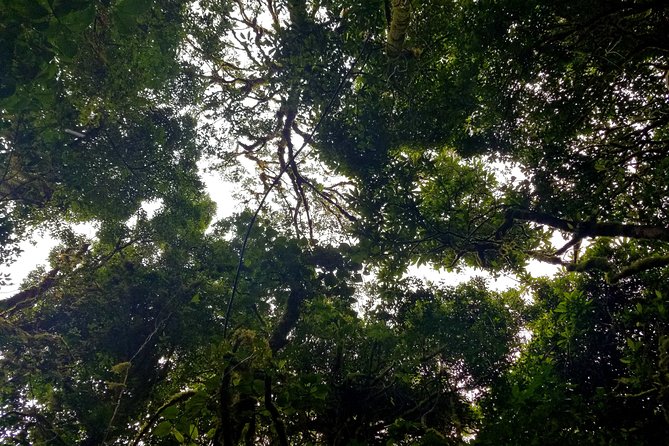 Regular Guided Tour Monteverde Reserve