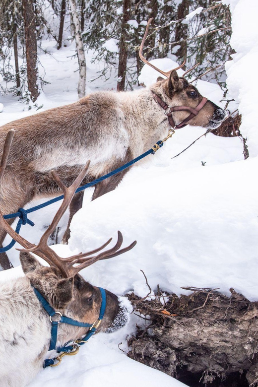 Reindeer and Snowmobile Day Trip to Borealis Basecamp - Trip Overview