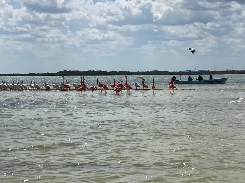 Ria Expedition: Boat Journey Through the Mangrove