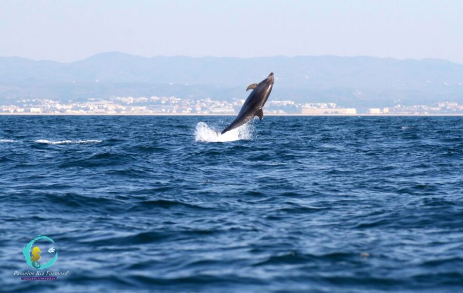 Ria Formosa: Dolphin-Watching Boat Tour