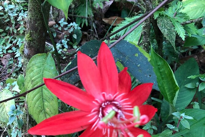 Rio Celeste Waterfall and Sloth Sanctuary Experience