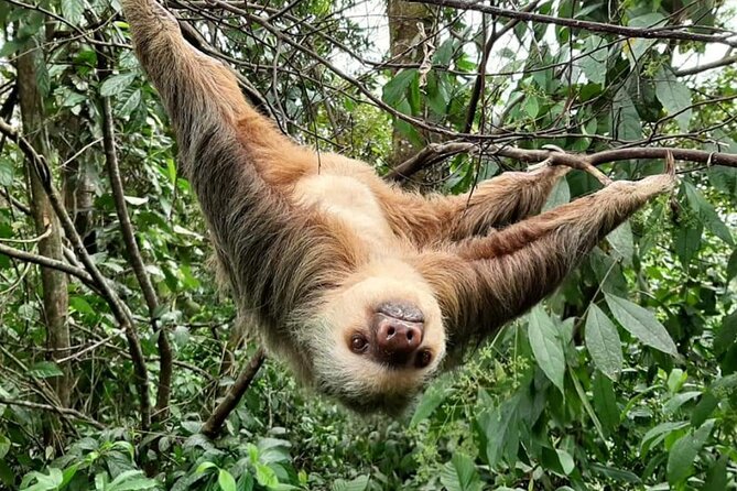 Rio Celeste Waterfalls, Volcano and Sloths