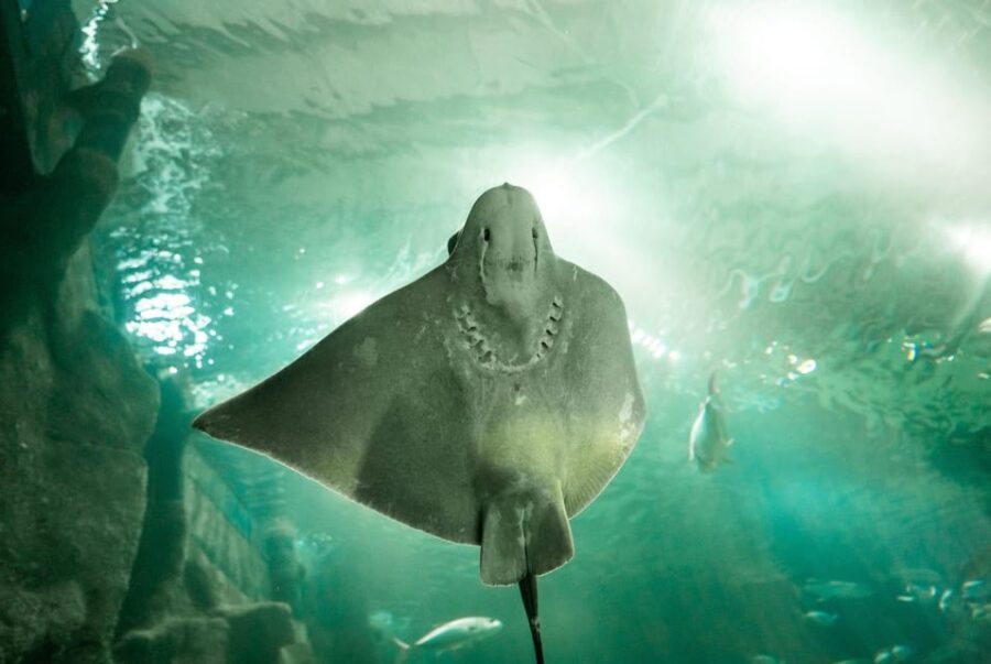 Rio De Janeiro: Aquario and Olympic Boulevard