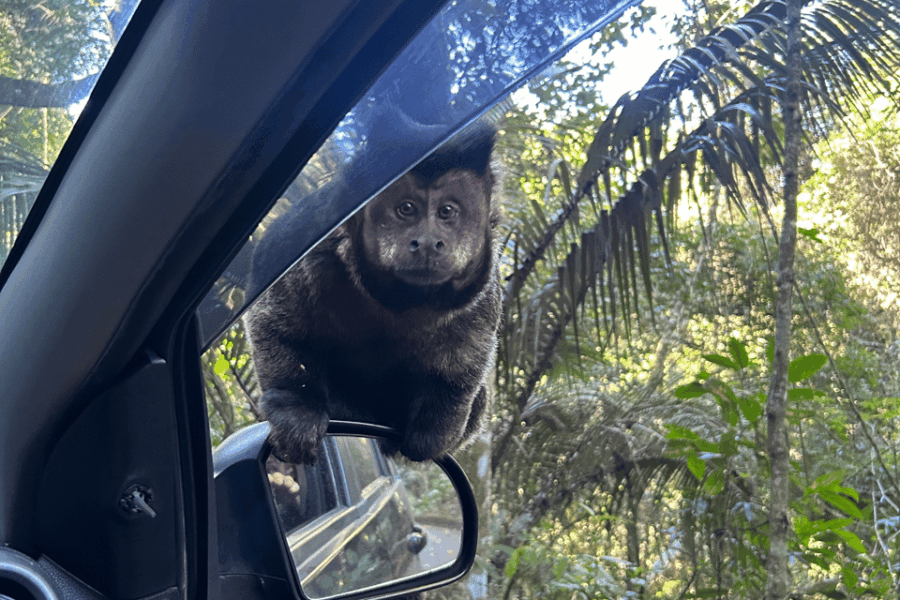 20 Best National Park Tours in Rio De Janeiro