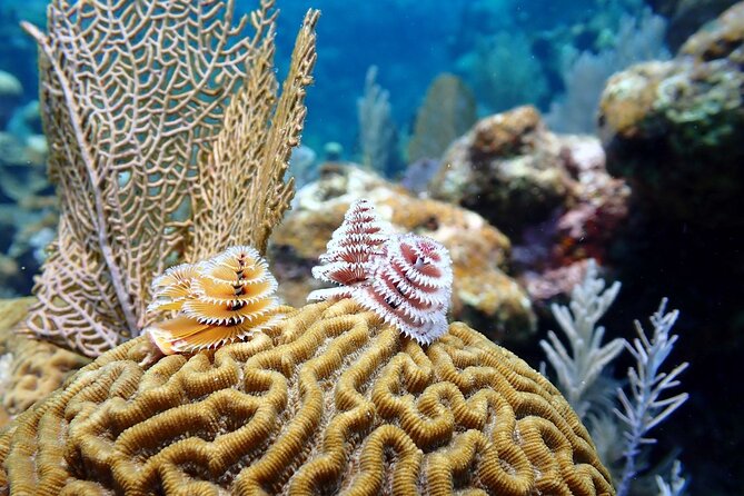Roatan Full Diving Day Adventure -3 Dives for Certified Divers